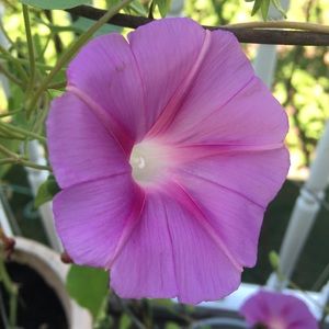 Meet your Posher, Pui